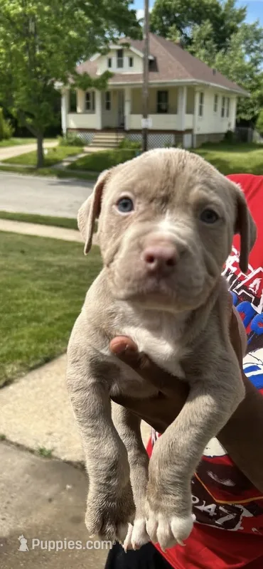 Unbothered – American Bully puppy for sale in Cleveland, OH