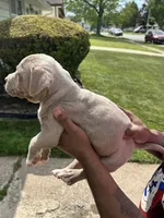 Eva , a female American Bully for sale in Cleveland, OH – 3 of 4