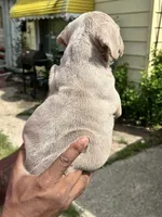 Nevaeh, a female American Bully for sale in Cleveland, OH – 3 of 5