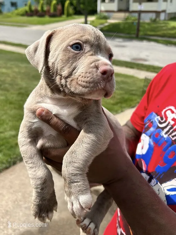 Nevaeh – American Bully puppy for sale in Cleveland, OH