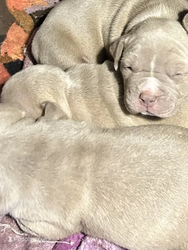Unbothered – American Bully puppy for sale in Cleveland, OH