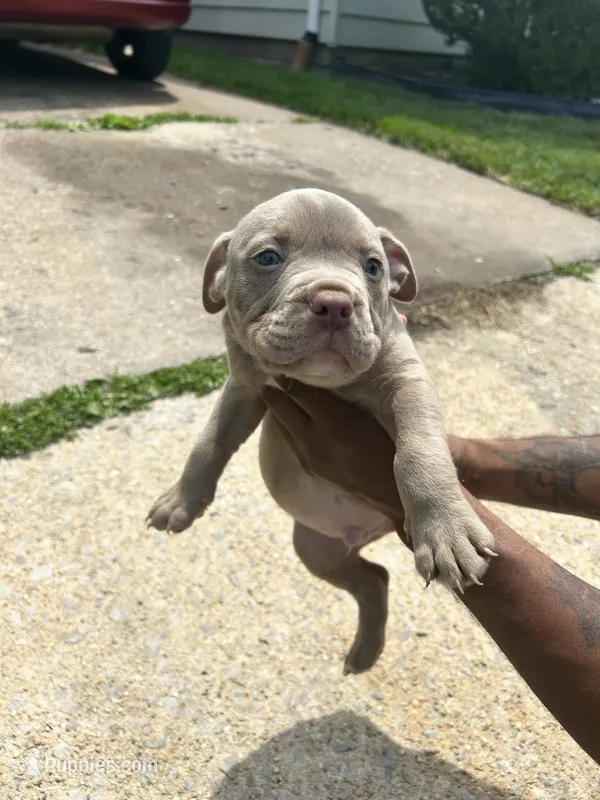 Sleepy – American Bully puppy for sale in Cleveland, OH