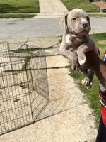 Peru , a male American Bully for sale in Cleveland, OH – 3 of 5