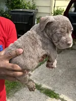 Unbothered, a male American Bully for sale in Cleveland, OH – 2 of 6
