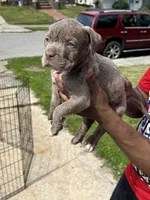 Unbothered, a male American Bully for sale in Cleveland, OH – 4 of 6