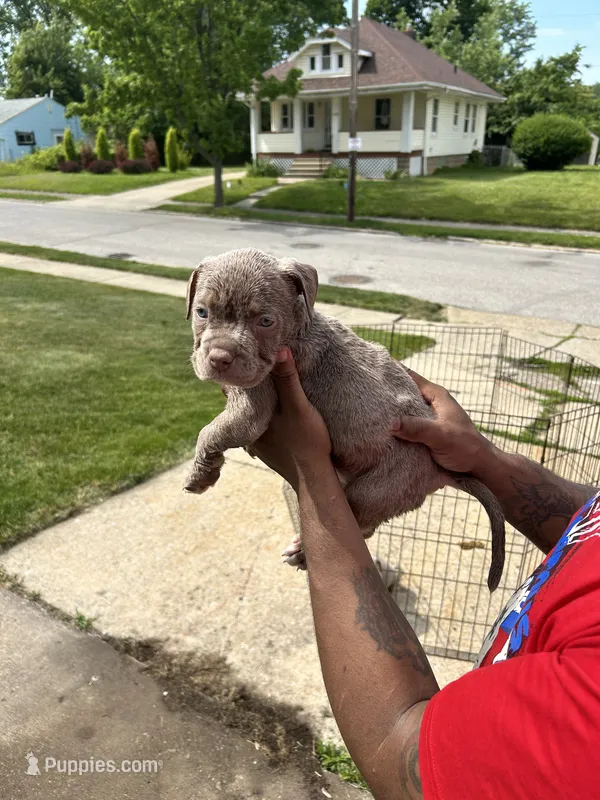 Unbothered – American Bully puppy for sale in Cleveland, OH