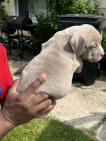 Peru , a male American Bully for sale in Cleveland, OH – 2 of 5