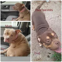 Sleepy, a male American Bully for sale in Cleveland, OH – 4 of 4