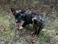Tahoe-American , a male Pembroke Welsh Corgi for sale in Hope, AR – 8 of 8
