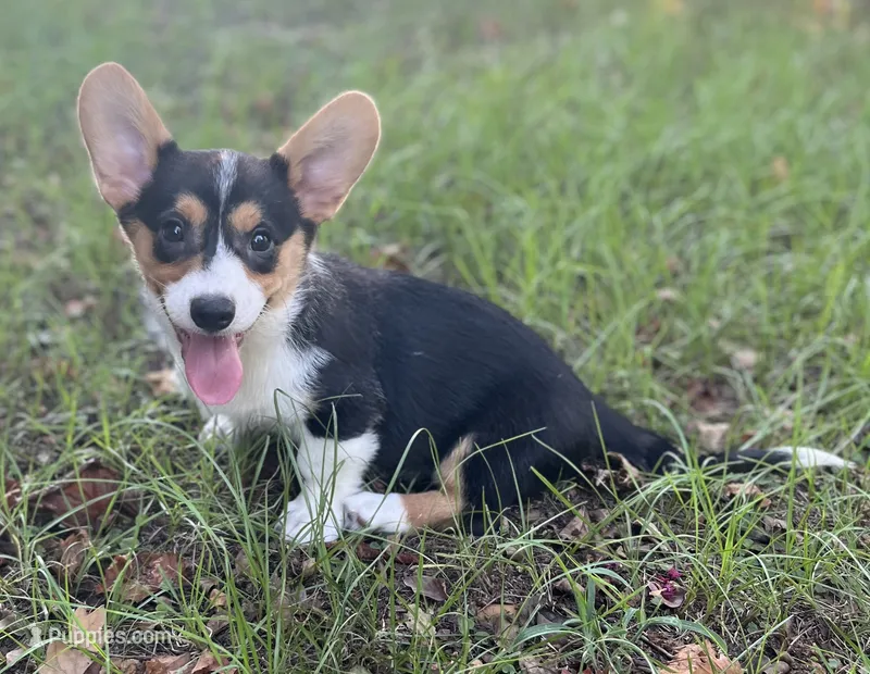 Cobalt-American  – Pembroke Welsh Corgi puppy for sale in Hope, AR