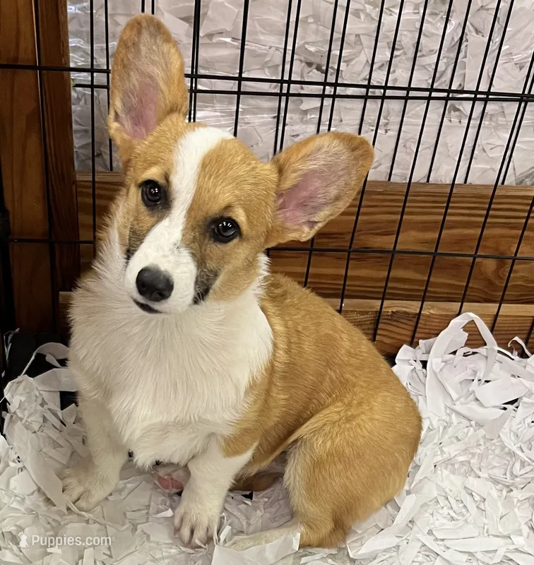 Tootsie  – Pembroke Welsh Corgi puppy for sale in Hope, AR