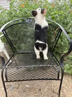 Indy , a male Pembroke Welsh Corgi for sale in Hope, AR – 5 of 5