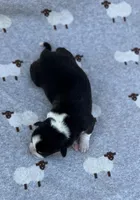 Basil , a male Pembroke Welsh Corgi for sale in Hope, AR – 2 of 2
