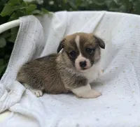 Poppy-AKC, a female Pembroke Welsh Corgi for sale in Hope, AR – 4 of 5