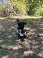 Tahoe-American , a male Pembroke Welsh Corgi for sale in Hope, AR – 7 of 8