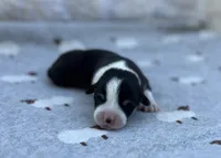 Basil , a male Pembroke Welsh Corgi for sale in Hope, AR – 1 of 2