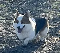 Trouble , a male Pembroke Welsh Corgi for sale in Hope, AR – 3 of 6