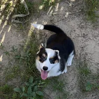 Navy-American , a female Pembroke Welsh Corgi for sale in Hope, AR – 2 of 4
