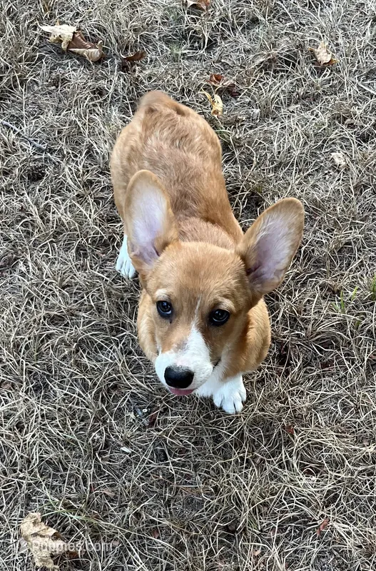 Ruby – Pembroke Welsh Corgi puppy for sale in Hope, AR