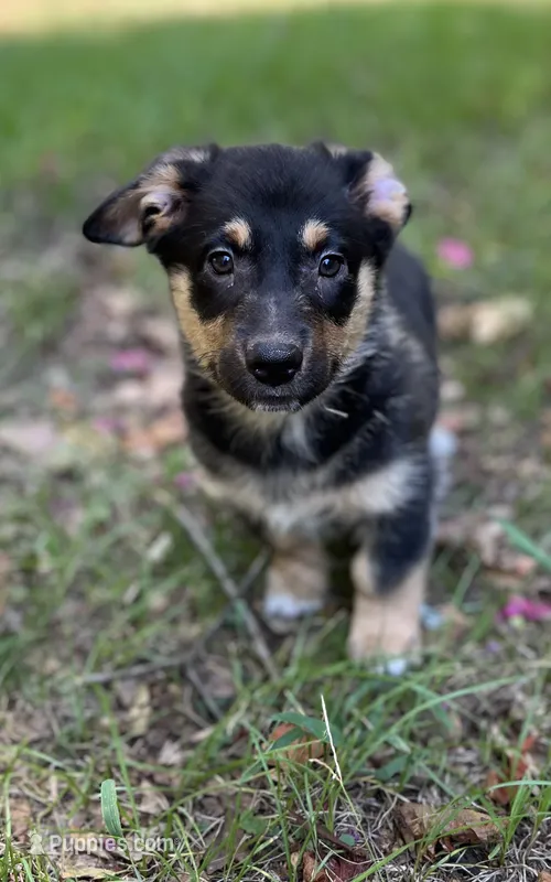 Zion-American  – Pembroke Welsh Corgi puppy for sale in Hope, AR