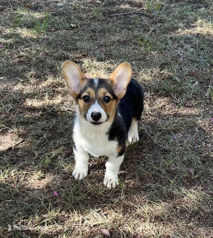 June Bug  – Pembroke Welsh Corgi puppy for sale in Hope, AR