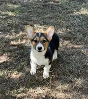 June Bug , a female Pembroke Welsh Corgi for sale in Hope, AR – 1 of 5