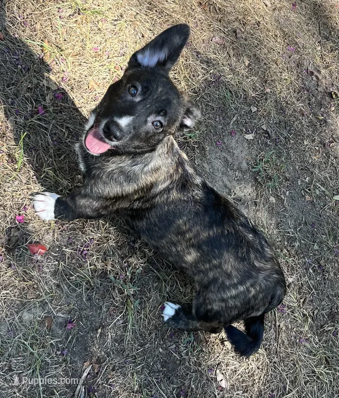 Tahoe-American  – Pembroke Welsh Corgi puppy for sale in Hope, AR