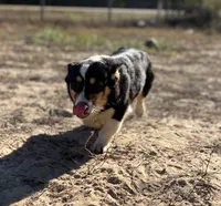 Oakley , a female Pembroke Welsh Corgi for sale in Hope, AR – 6 of 6