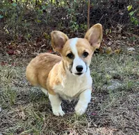 Tootsie , a female Pembroke Welsh Corgi for sale in Hope, AR – 3 of 3