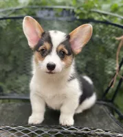 Indy , a male Pembroke Welsh Corgi for sale in Hope, AR – 4 of 5