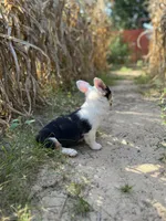 Navy-American , a female Pembroke Welsh Corgi for sale in Hope, AR – 4 of 4