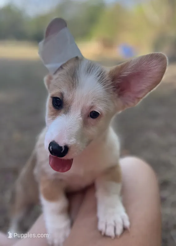 Banner – Pembroke Welsh Corgi puppy for sale in Hope, AR
