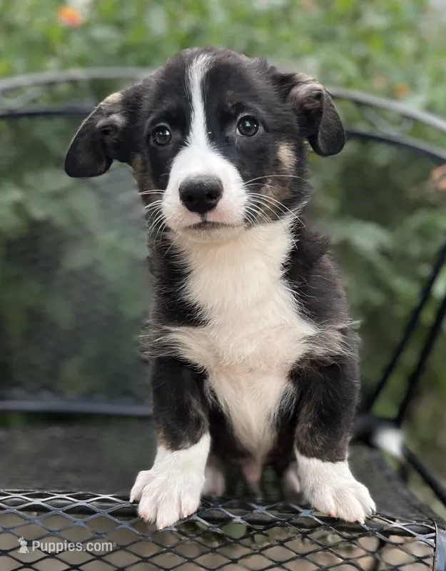 Yosemite-American  – Pembroke Welsh Corgi puppy for sale in Hope, AR