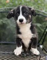 Yosemite-American , a male Pembroke Welsh Corgi for sale in Hope, AR – 1 of 4