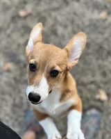 Ruby, a female Pembroke Welsh Corgi for sale in Hope, AR – 5 of 5