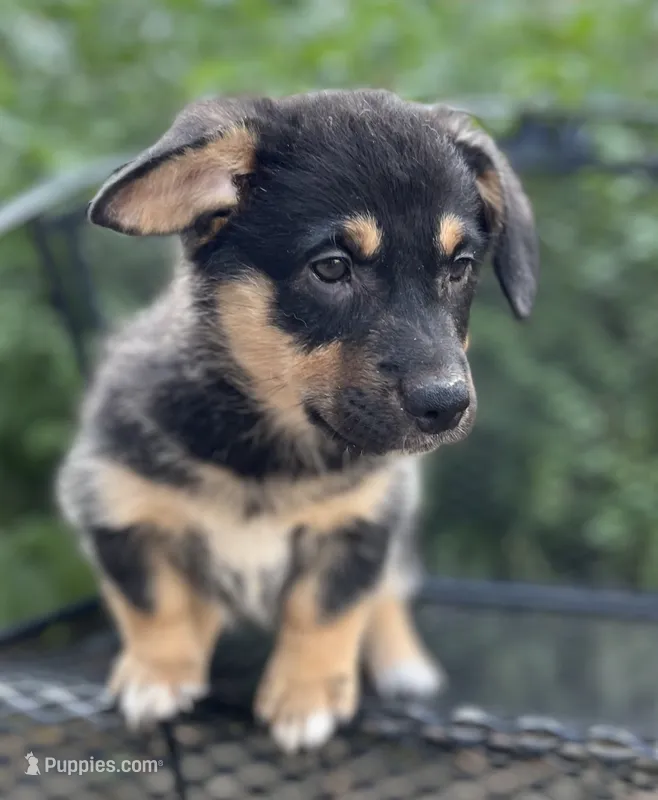 Zion-American  – Pembroke Welsh Corgi puppy for sale in Hope, AR