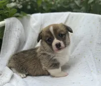 Poppy-AKC, a female Pembroke Welsh Corgi for sale in Hope, AR – 2 of 5