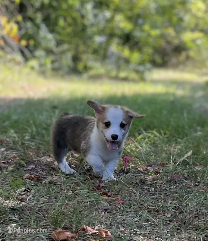 Patriot – Pembroke Welsh Corgi puppy for sale in Hope, AR