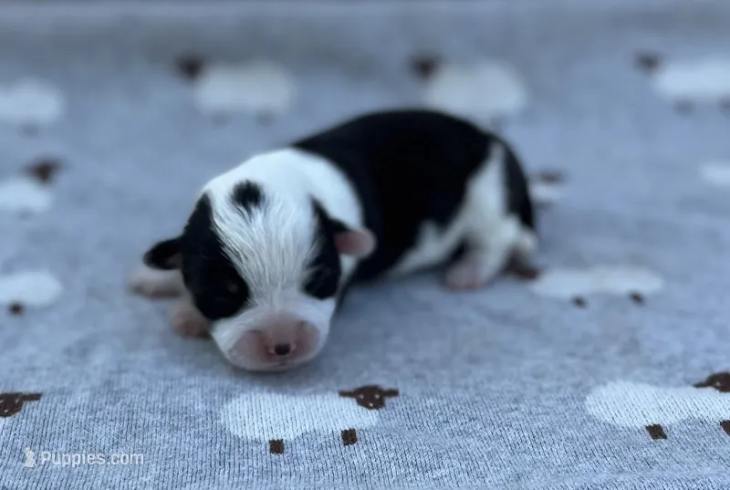Pepper-AKC  – Pembroke Welsh Corgi puppy for sale in Hope, AR