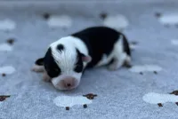 Pepper-AKC , a male Pembroke Welsh Corgi for sale in Hope, AR – 1 of 2