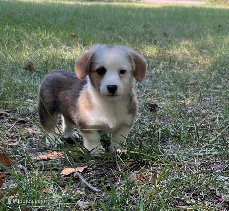 Valor  – Pembroke Welsh Corgi puppy for sale in Hope, AR