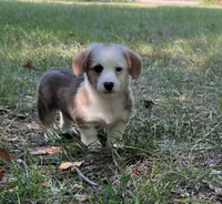 Valor , a male Pembroke Welsh Corgi for sale in Hope, AR – 1 of 4