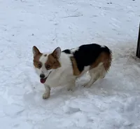 Trouble , a male Pembroke Welsh Corgi for sale in Hope, AR – 5 of 6