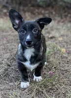 Tahoe-American , a male Pembroke Welsh Corgi for sale in Hope, AR – 2 of 2
