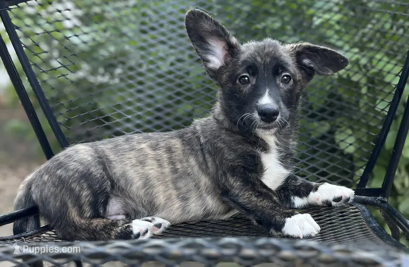 Tahoe -American  – Pembroke Welsh Corgi puppy for sale in Hope, AR