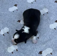 Thyme, a male Pembroke Welsh Corgi for sale in Hope, AR – 2 of 2