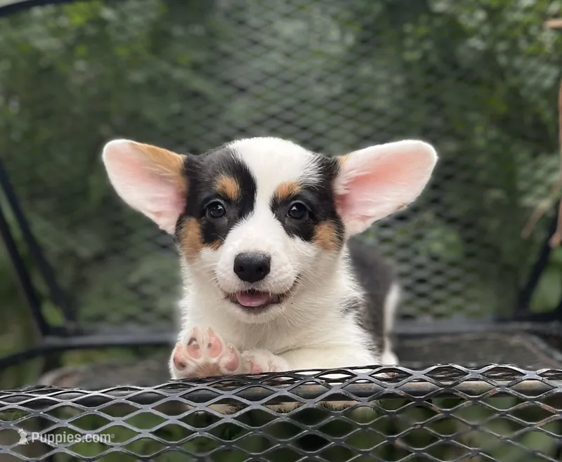 Navy-American  – Pembroke Welsh Corgi puppy for sale in Hope, AR