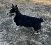 Oakley , a female Pembroke Welsh Corgi for sale in Hope, AR – 5 of 6