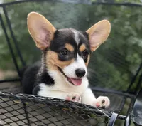Cobalt-American , a male Pembroke Welsh Corgi for sale in Hope, AR – 2 of 6