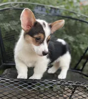 Indy , a male Pembroke Welsh Corgi for sale in Hope, AR – 2 of 5